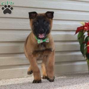 Honey, Belgian Malinois Puppy
